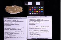 Foto (Objekt + Etiketten) von Culmenformosa glaessneri (Robins, Feldmann & Schweitzer, 2013) (NHMW-GEO-1990-0041-0491)